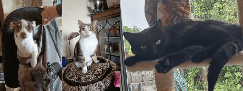 A collection of images of dogs and cats, belonging to a member of staff at Marsh Finance.